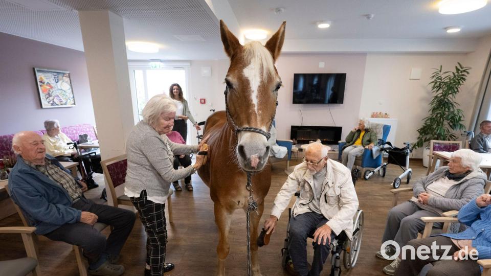 Geduldig lässt sich die Haflinger-Stute striegeln. Bild: Boris Roessler/dpa