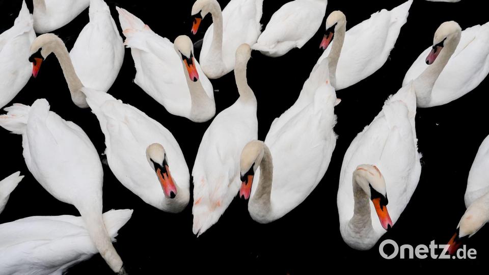 Höckerschwäne schwimmen auf der Themse in Windsor. Bild: Julia Demaree Nikhinson/AP/dpa