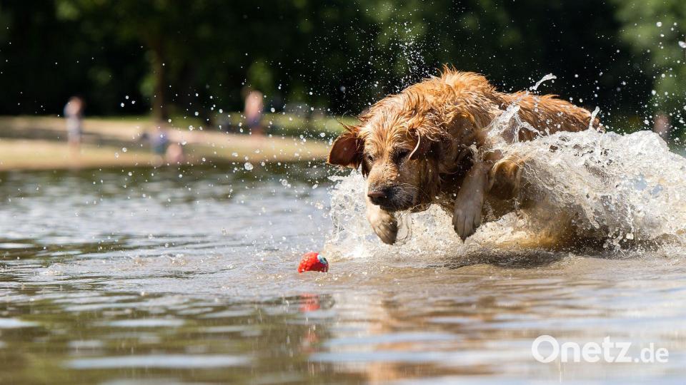 Ein Hund, der so verliebt in sein Spielzeug ist, dass er nicht von ihm lassen mag: Klingt süß, kann für den Vierbeiner aber gefährlich sein. (Archivbild) Bild: picture alliance / dpa