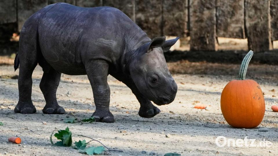 Ein männliches Spitzmaulnashorn-Kalb, geboren am 13. September 2025, gibt sein Debüt in der Öffentlichkeit im Cleveland Metroparks Zoo. Bild: Sue Ogrocki/AP/dpa