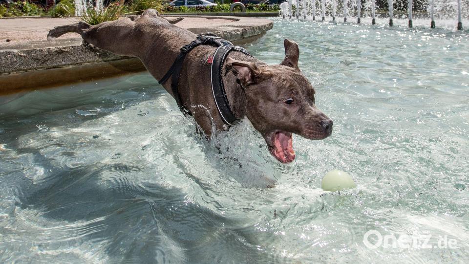 Manche Hunde stoppen ihr Spiel auch bei völliger Überanstrengung oder Verletzung nicht. (Archivbild) Bild: Taneèek David/CTK/dpa