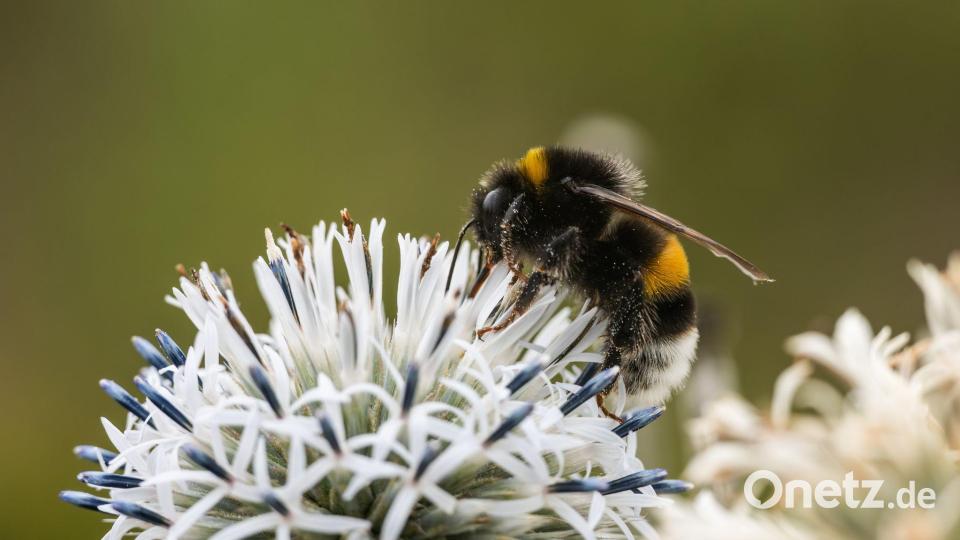Zehn Prozent der Wildbienen sind in Europa bedroht (Archivbild) Bild: Silas Stein/dpa
