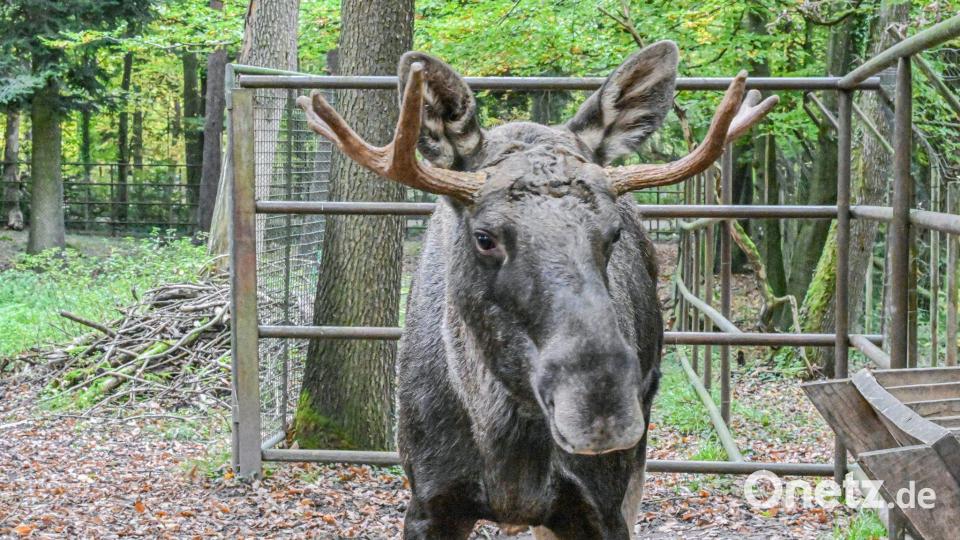 Nun ist er wieder im Wildpark Pforzheim: Elch Erwin. Bild: Jason Tschepljakow/dpa