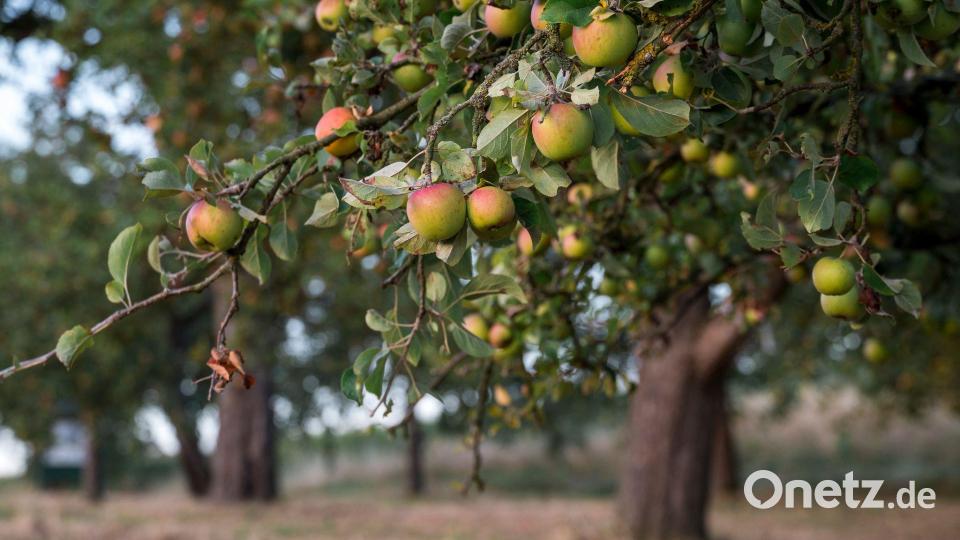 Streuobstwiesen sind nicht nur gut für die Artenvielfalt, sondern liefern auch heimisches Obst. (Archivbild) Bild: Daniel Vogl/dpa