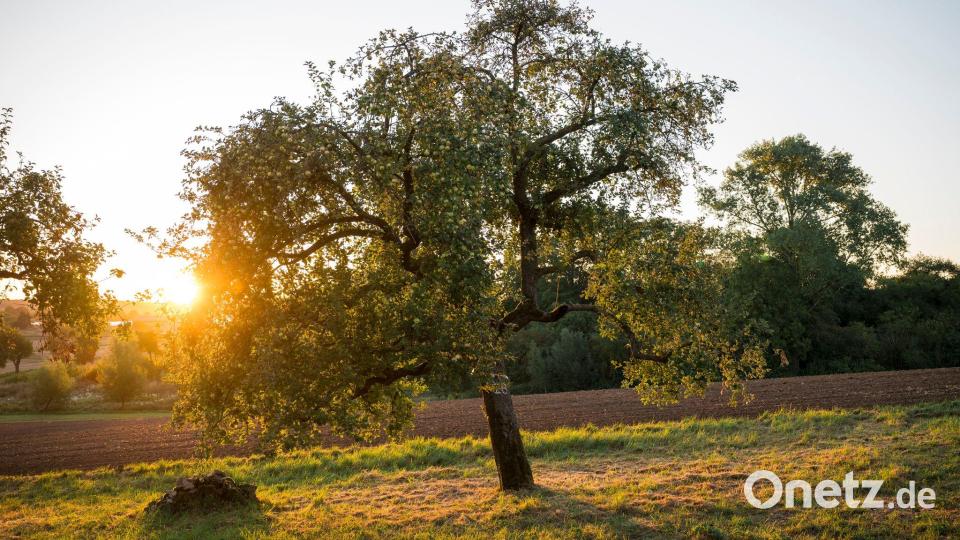 In diesem Jahr herrscht vielerorts in Bayern Freude über eine gute Apfelernte. (Archivbild) Bild: Daniel Vogl/dpa