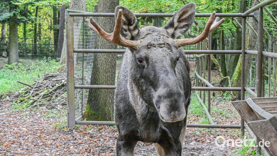 Elch Erwin steht nach seinem tagelangen Ausflug in den Schwarzwald im Wildpark Pforzheim Bild: Jason Tschepljakow/dpa