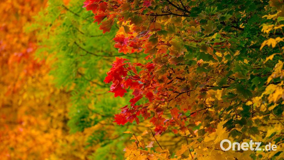 Leuchtende Herbstfarben. Bild: Patrick Pleul/dpa