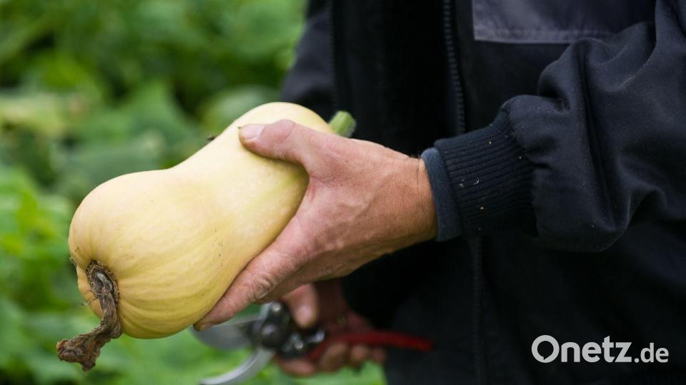 Ernte eines Kürbisses der Sorte Butternut. (Archivbild) Bild: picture alliance / dpa