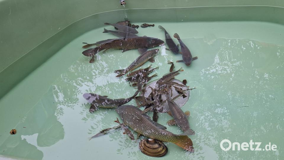 Mehrere Fischarten tummeln sich in den Museumsteichen. Bild: jua