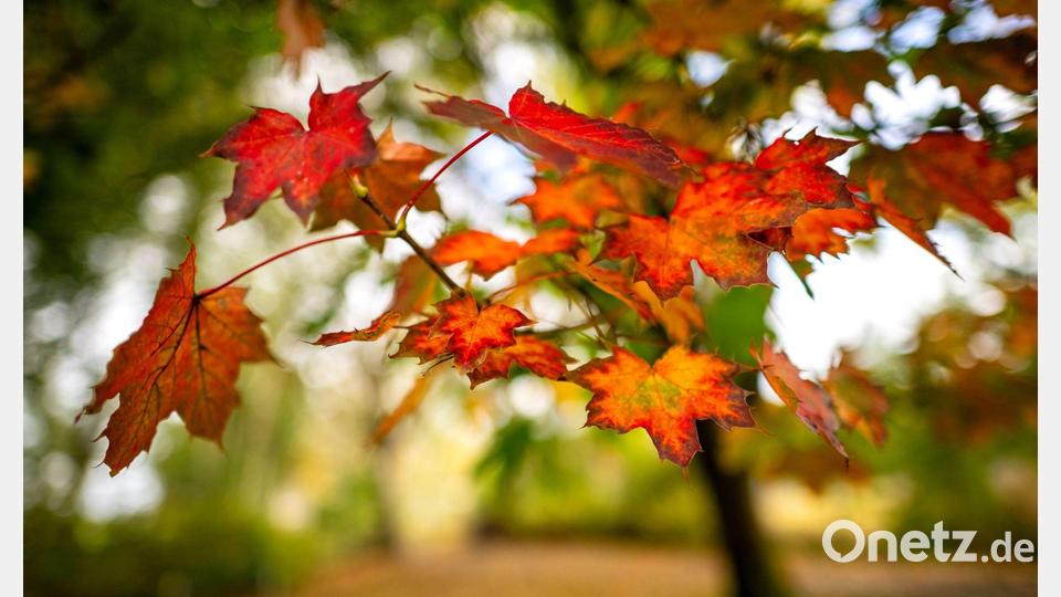 Herbstfarben: Orange und rot leuchten die Blätter eines Baumes in Ostfriesland. Bild: Sina Schuldt/dpa