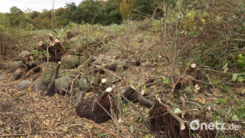 Einsatzkräfte entfernten bei der Spurensuche auch ein Gebüsch neben einem Tümpel. Bild: Bernd Wüstneck/dpa