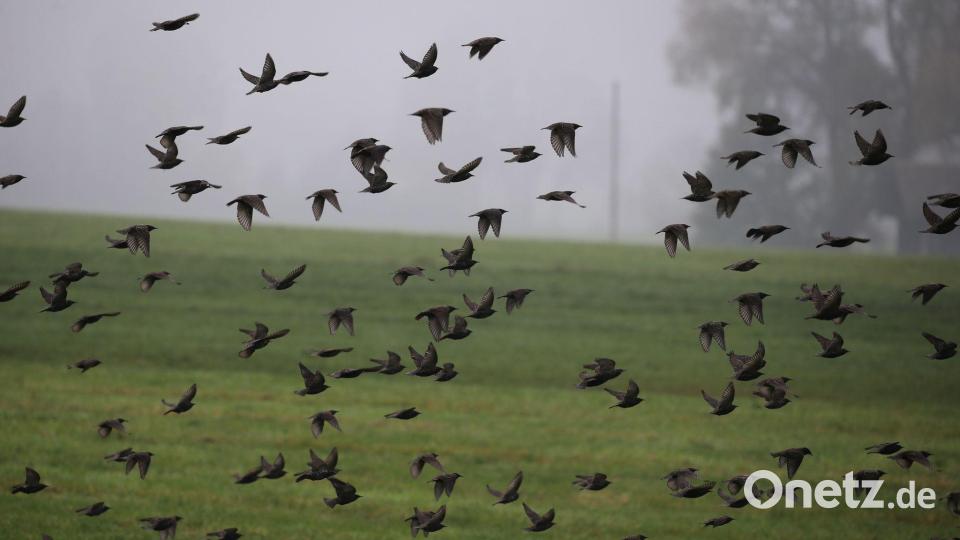 Der Deutsche Wetterdienst kündigt graues und trübes Herbstwetter an. (Archivbild) Bild: Karl-Josef Hildenbrand/dpa
