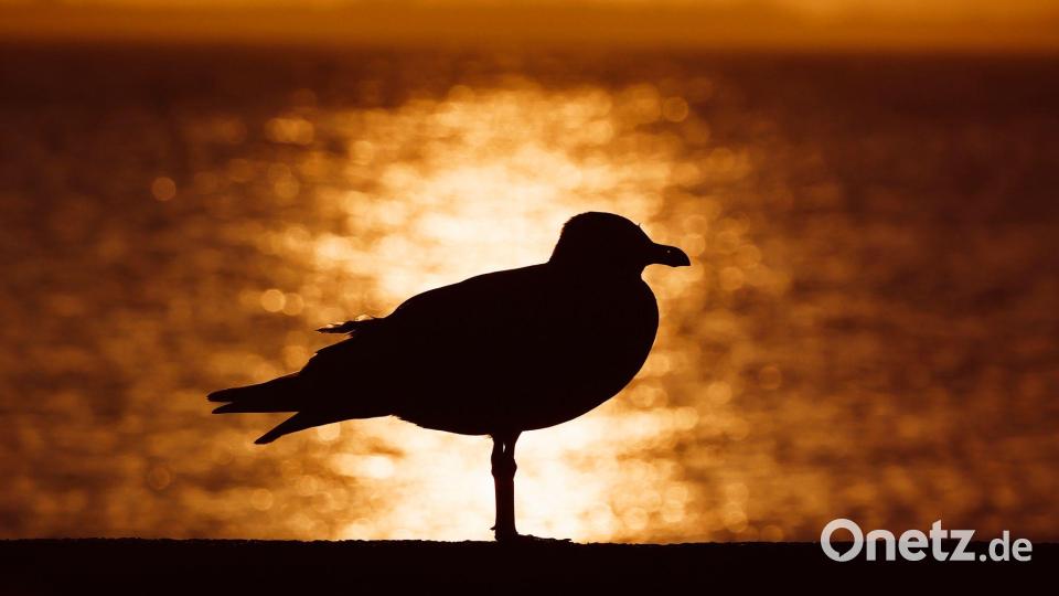 Sonnenaufgang an der Ostsee Bild: Frank Molter/dpa