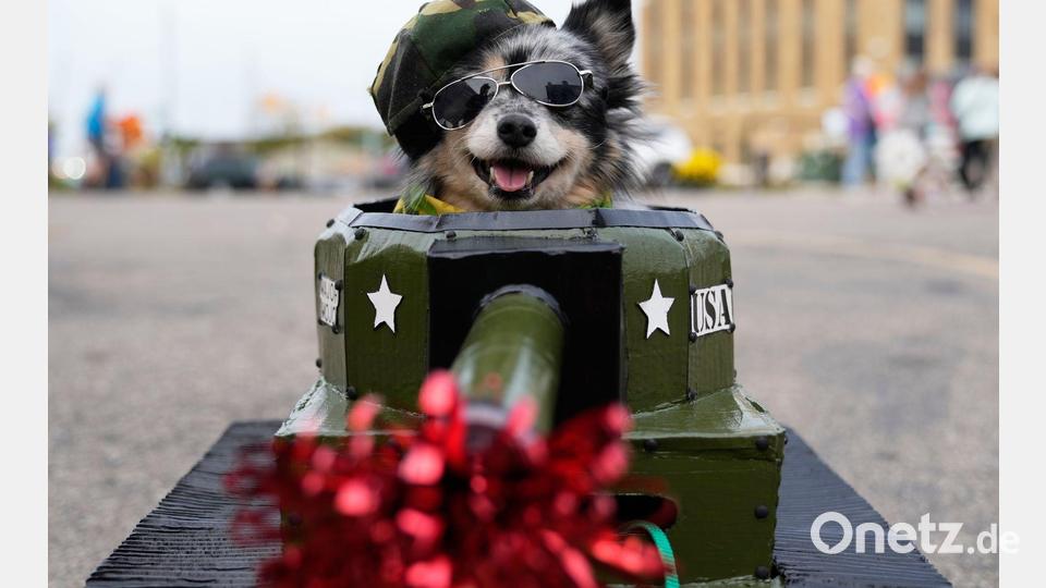 Mojo, der Hund im Panzerkostüm, macht sich bereit für den Halloween-Einsatz – Leckerlis statt Munition! Bild: Ryan Sun/AP/dpa