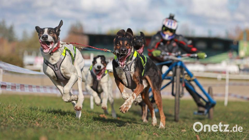 Harzer Luchstrail: Beim Hundeschlittenrennen im Harz geht es zur Sache. Bild: Matthias Bein/dpa