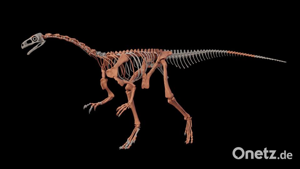 Nachbildung des Dinosauriers Huayracursor jaguensis Bild: ---/CONICET Argentina/dpa