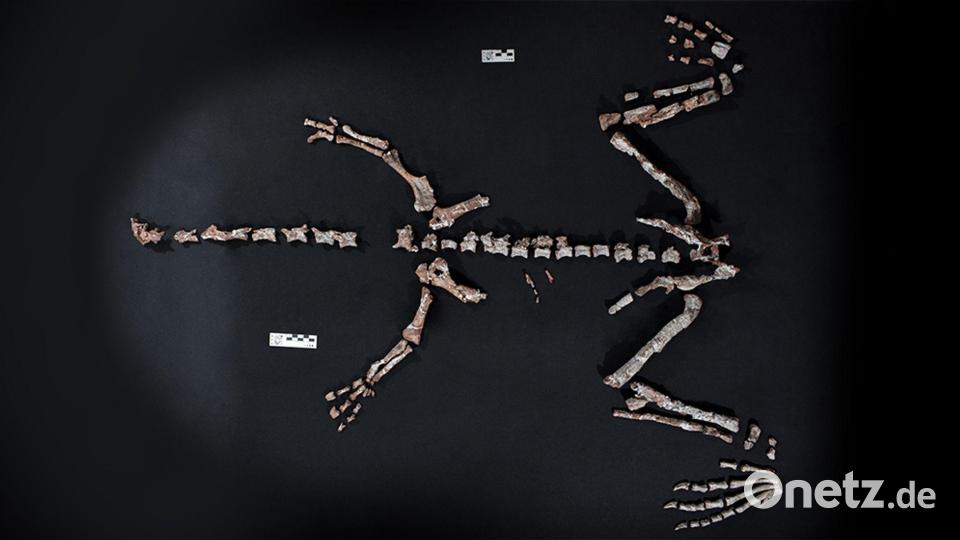 Knochen des Dinosauriers Huayracursor jaguensis Bild: ---/CONICET Argentina/dpa