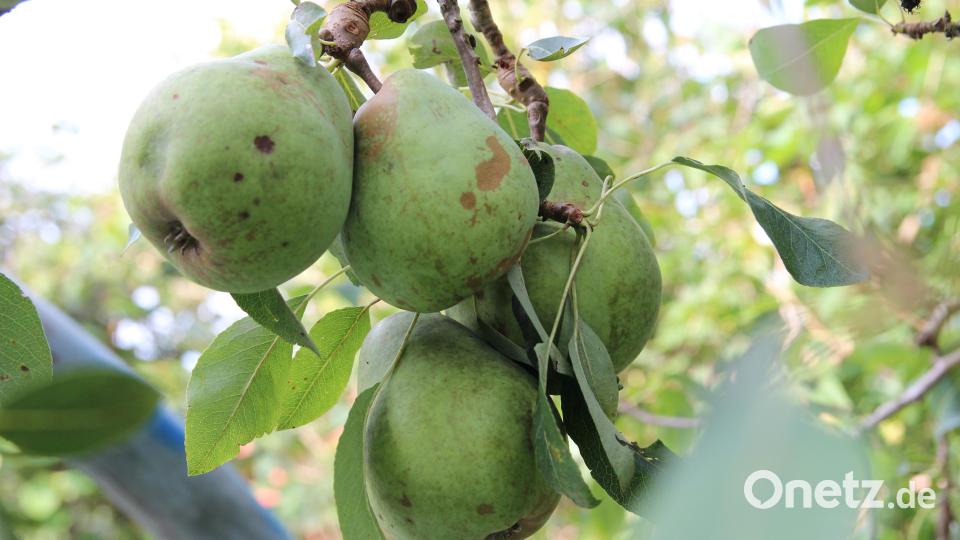 Birnen jeder Sorte lassen sich zu Birnenhonig verarbeiten, der als Brotaufstrich genauso gut schmeckt wie im Joghurt oder in Smoothies. Archivbild:  Susanne Forster