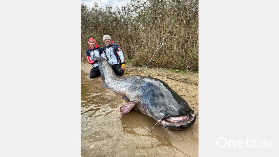 Zwei Angler in Polen haben einen fast drei Meter langen Wels gefangen. (Foto Handout) Bild: Polska Akademia Wedkarska/dpa