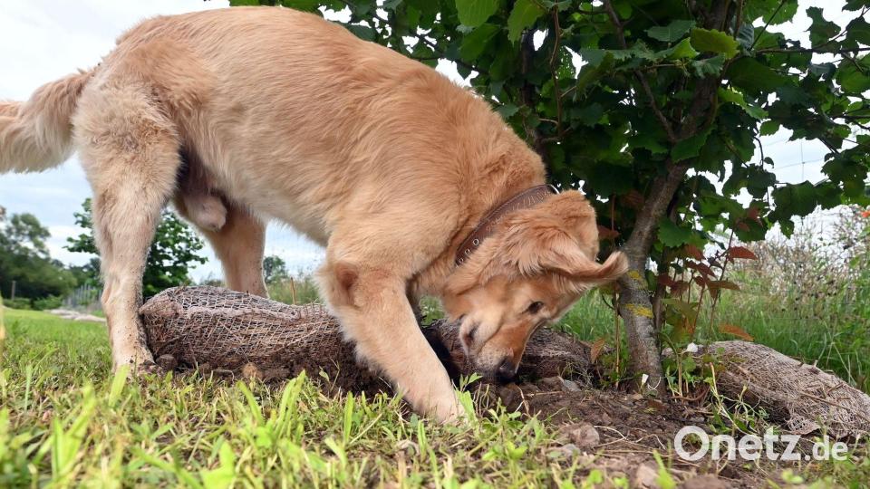 Hunde bekommen bei der Trüffelernte zum Einsatz - hier ist ein Golden Retriever Trüffelspürhund in Baden-Württemberg. (Archivbild) Bild: Uli Deck/dpa