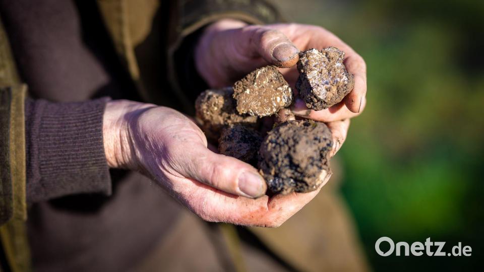 Ein Trüffelbauer in Niedersachsen hält auf seiner Plantage geerntete Pilze in der Hand. (Archivbild) Bild: Moritz Frankenberg/dpa