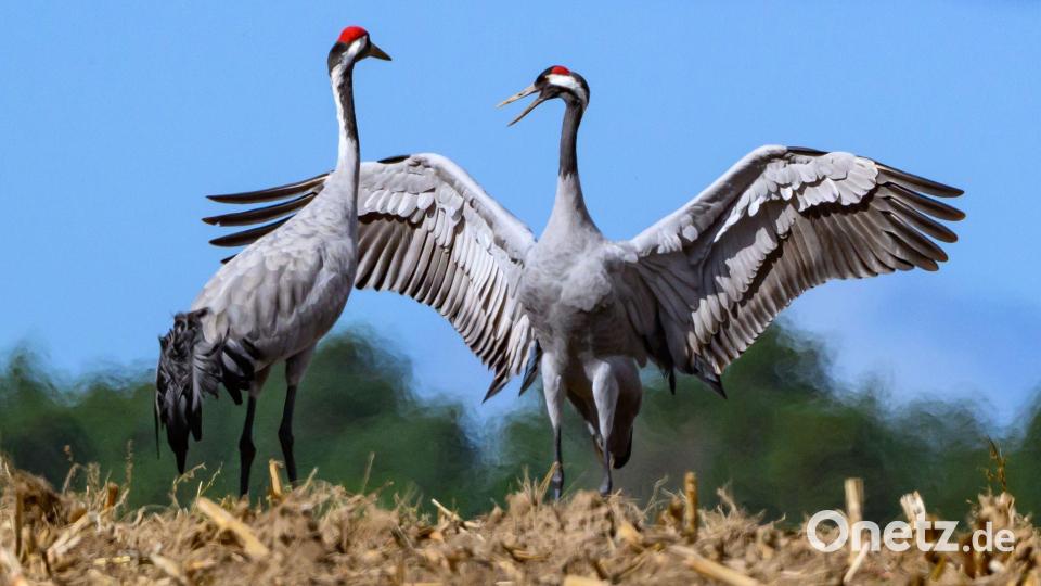 Für Kraniche birgt die Rast derzeit große Gefahr. Viele Tiere sind mit dem Geflügelpest-Virus infiziert. Bild: Patrick Pleul/dpa