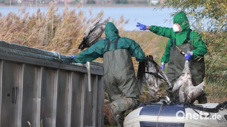 Kraniche verenden derzeit in großer Zahl an der Vogelgrippe. (Archivbild) Bild: Matthias Bein/dpa