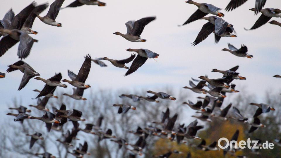 Mit dem Vogelzug erhöht sich alljährlich im Herbst die Gefahr, dass auch das Vogelgrippe-Virus eingeschleppt wird. (Symbolbild) Bild: Klaus-Dietmar Gabbert/dpa