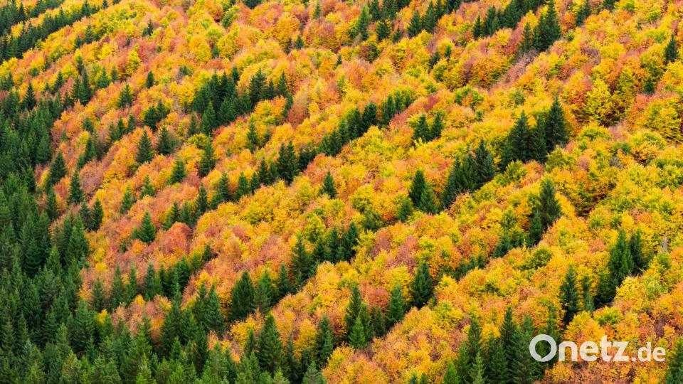 Herbstzauber im Harz: Farbenpracht wie im Indian Summer Bild: Julian Stratenschulte/dpa