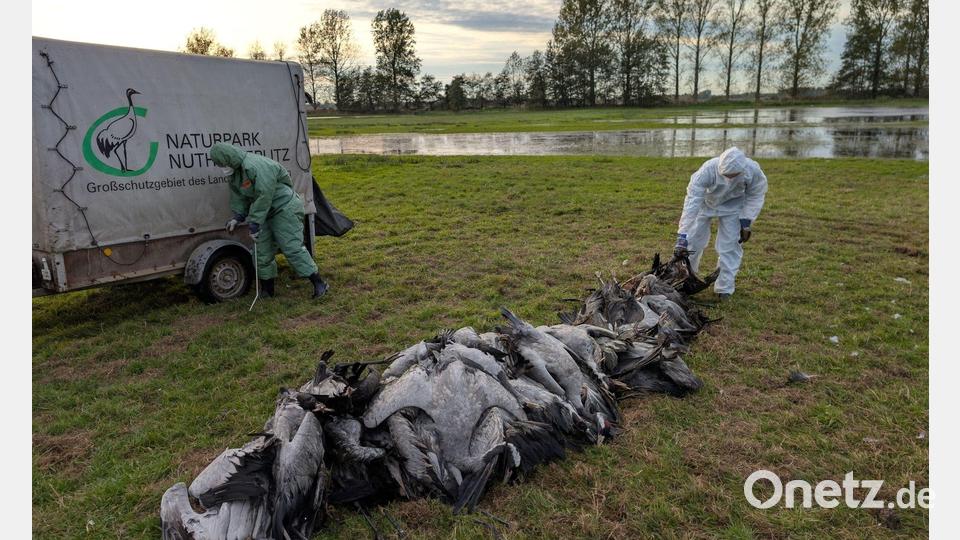 In den deutschen Rastgebieten der Kraniche sterben derzeit viele Tiere an der Vogelgrippe. Bild: Nobert Schneeweiß/Artenkompetenzzentrum Rhinluch/dpa