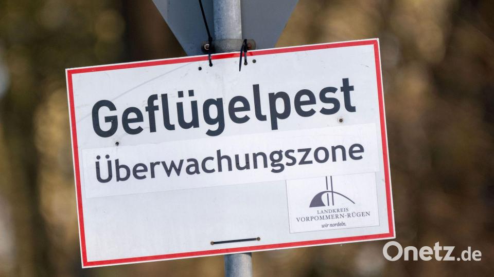 Nach Vogelgrippe-Ausbrüchen in zwei Geflügelhaltungen in Vorpommern mussten rund 150.000 Tiere gekeult werden. (Archivbild) Bild: Stefan Sauer/dpa