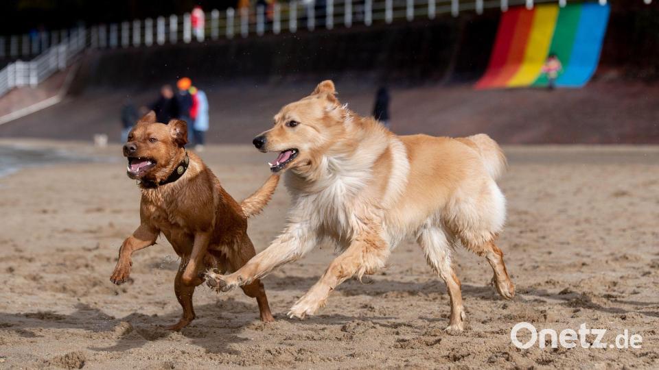 Stürmisches Wetter in Dangast: Bruno und Odie toben am Jadebusen. Bild: Hauke-Christian Dittrich/dpa