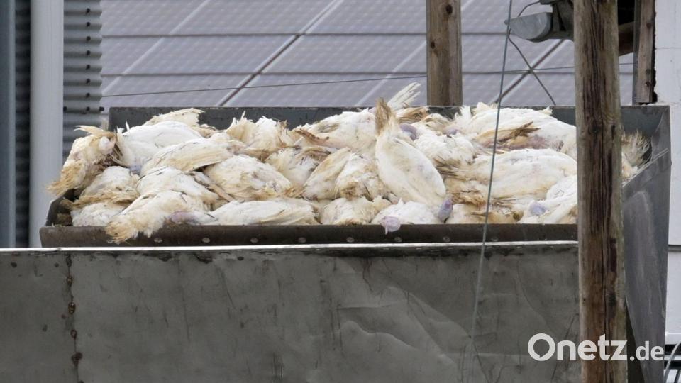 Wenn in einem Geflügelbetrieb die Vogelgrippe nachgewiesen wurde, müssen alle Tiere vorsorglich getötet und vernichtet werden. Die Tierseuchenkasse leistet Entschädigungszahlungen. (Illustration) Bild: Michael Bahlo/dpa