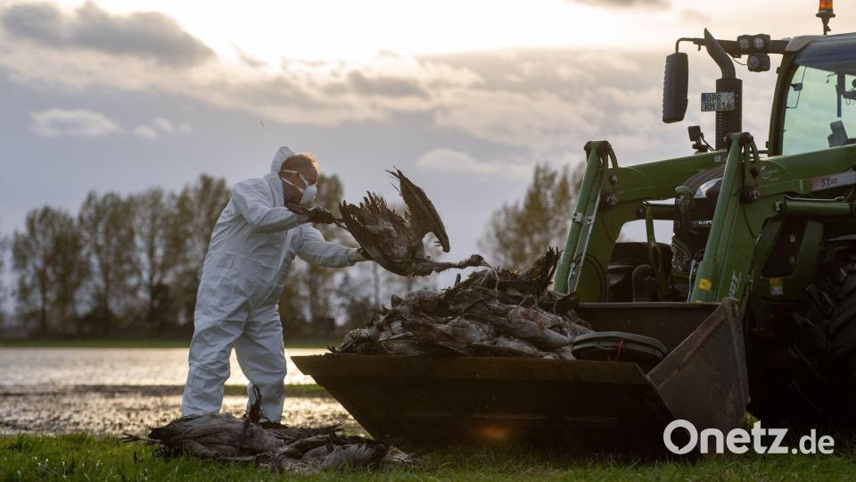 Ein Helfer sammelt in Fehrbellin einen toten Kranich auf und wirft ihn in eine Traktorschaufel. Bild: Christophe Gateau/dpa