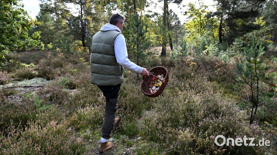 Moritz Schmid unterwegs in seinem Heimatwald. Bild: Lilli Förter/dpa