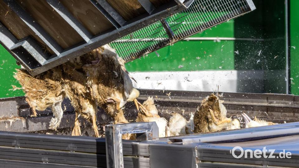 Wegen der Geflügelpest müssen in Deutschland derzeit viele Tausend Hühner, Gänse, Enten und Puten gekeult werden. Bild: Frank Hammerschmidt/dpa