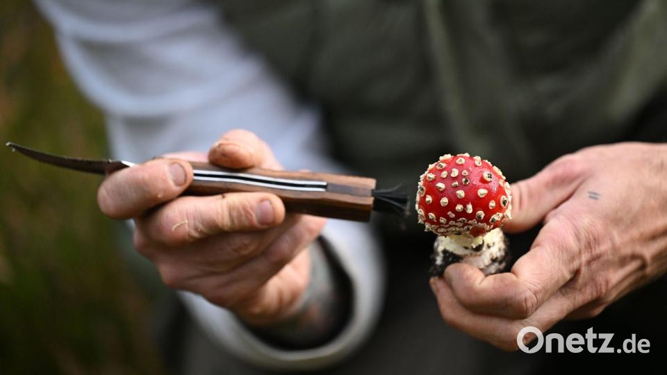 Schmid putzt die Pilze bereits im Wald. Bild: Lilli Förter/dpa