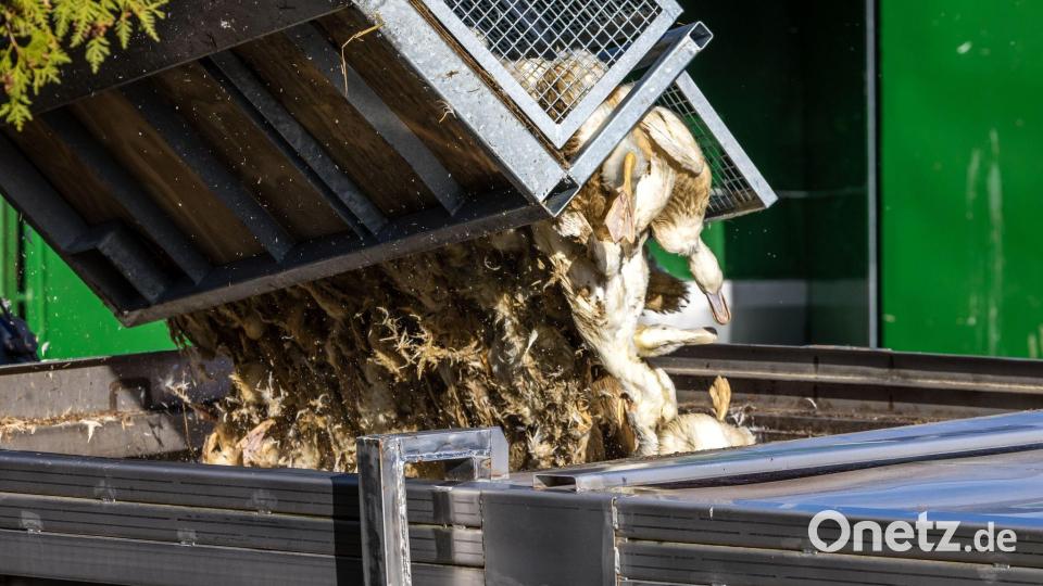 Vogelgrippe in Brandenburg: Enten, die in einer von Geflügelpest befallenen Anlage getötet wurden, werden in einen Transportbehälter gekippt. Bild: Frank Hammerschmidt/dpa