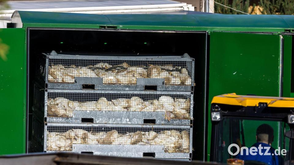 Nach ersten Erhebungen wurden bisher etwa 400.000 Hühner, Enten, Gänse und Puten gekeult und anschließend entsorgt. Bild: Frank Hammerschmidt/dpa