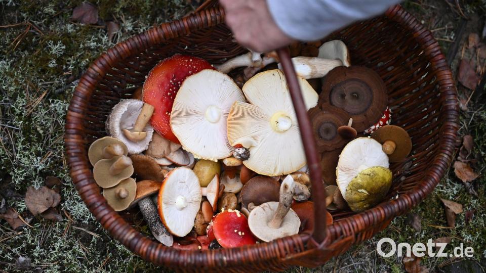 In Schmids Korb landen nicht nur essbare Pilze. Bild: Lilli Förter/dpa