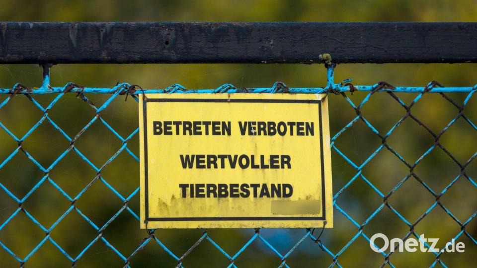 Forderungen nach einem bundesweiten Aufstallungsgebot werden lauter. Bild: Frank Hammerschmidt/dpa