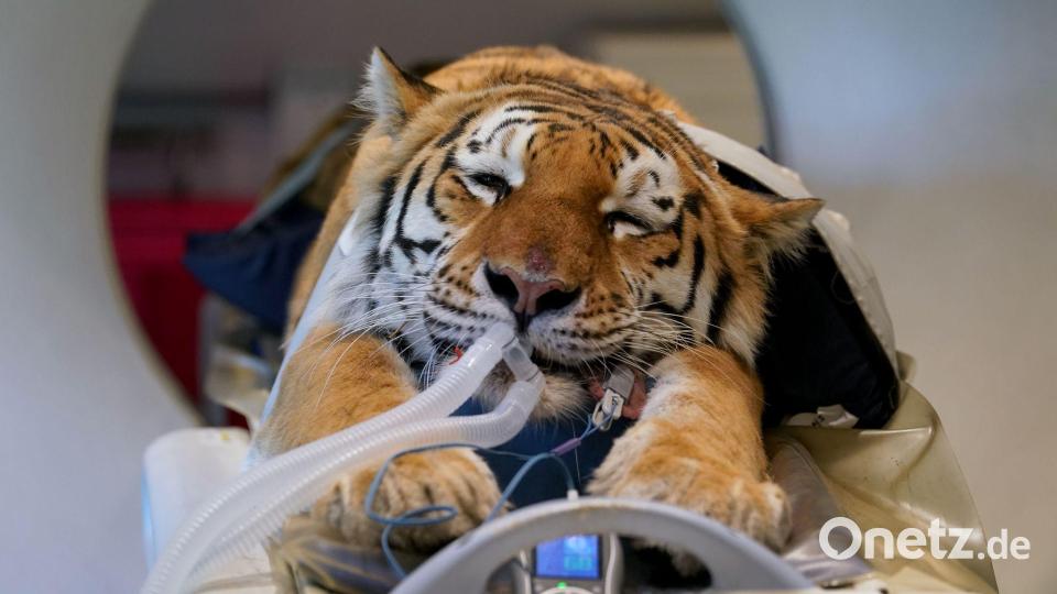 Großkatze Luca im CT. Bild: Gareth Fuller/PA Wire/dpa