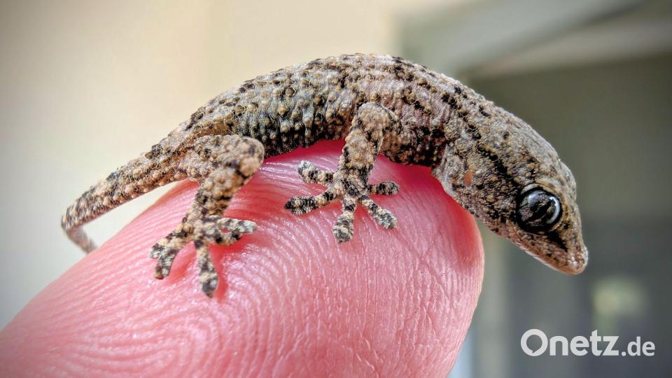 Diesen Gecko fand eine Frau aus Polen in einer Packung Rucola-Salat aus dem Supermarkt. Bild: -/Bartłomiej Gorzkowski/Epicrates/dpa