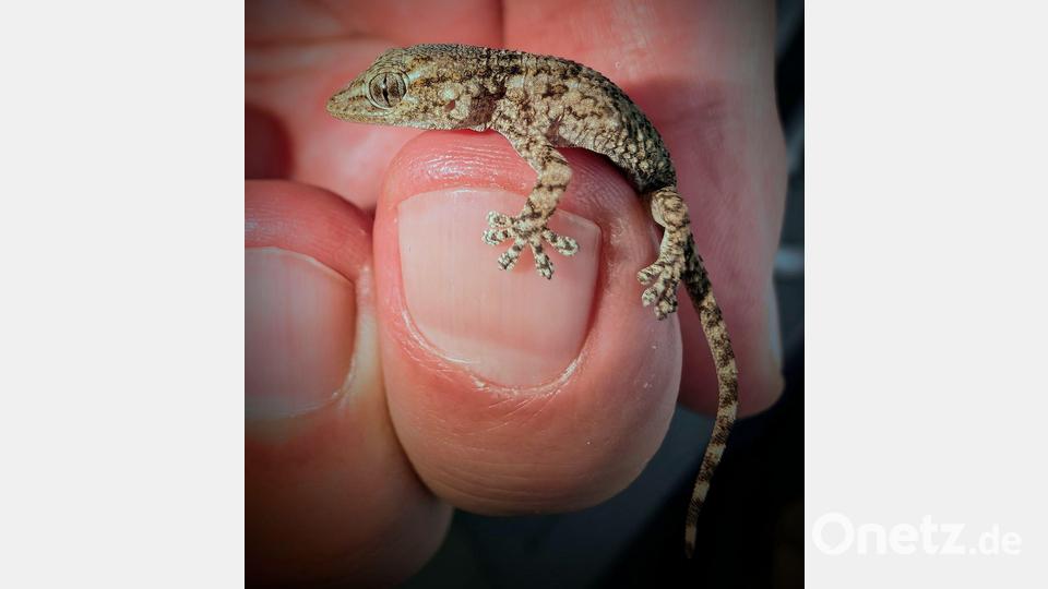 Diesen Gecko fand eine Frau aus Polen in einer Packung Rucola-Salat aus dem Supermarkt. Bild: -/Bartłomiej Gorzkowski/Epicrates/dpa