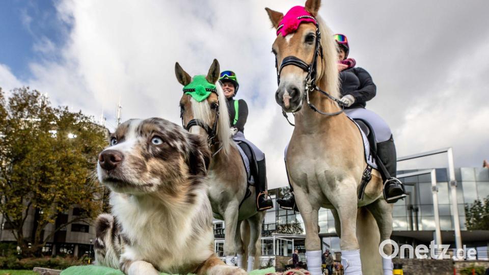 An drei Tagen erwartet die Messe "Hund & Pferd" rund 60.000 Besucherinnen und Besucher. Bild: Dieter Menne/dpa