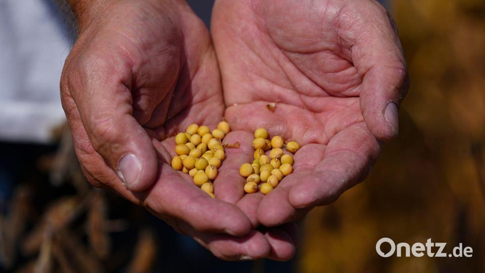 Sojabohnen-Farmer in den USA hatten die ausbleibenden Käufe aus China beklagt. Bild: Michael Conroy/AP/dpa