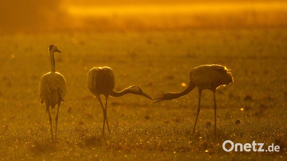 Kraniche stehen bei Vechta auf einem Feld. Bild: Sina Schuldt/dpa