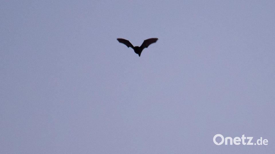 Fledermäuse sind eng mit dem Dracula-Mythos verknüpft. Bild: Nicolas Armer/dpa
