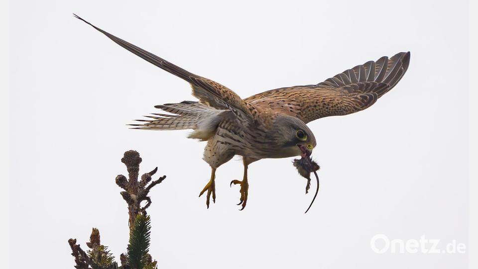 Jagderfolg - Turmfalke mit Maus in Sieversdorf Bild: Patrick Pleul/dpa