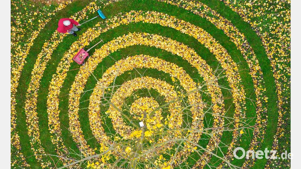 Herbstkunst im Garten: Ginkgo-Blätter in Spiralenform in einem Garten in Petersdorf Bild: Patrick Pleul/dpa